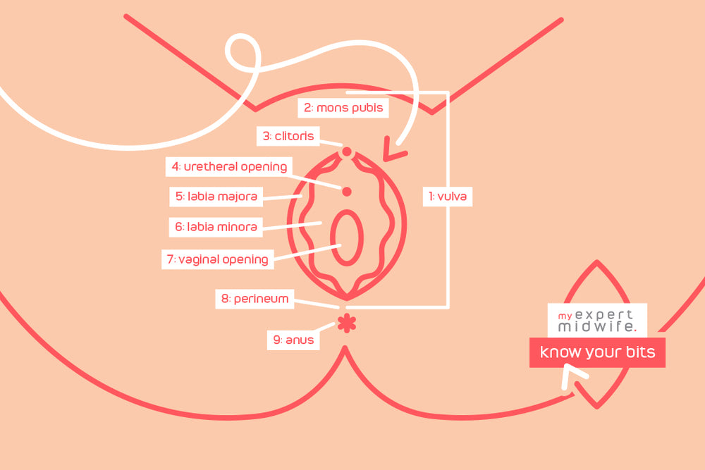 bits anatomy guide   bits anatomy guide