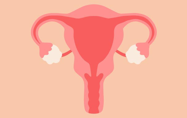  The Cervix 