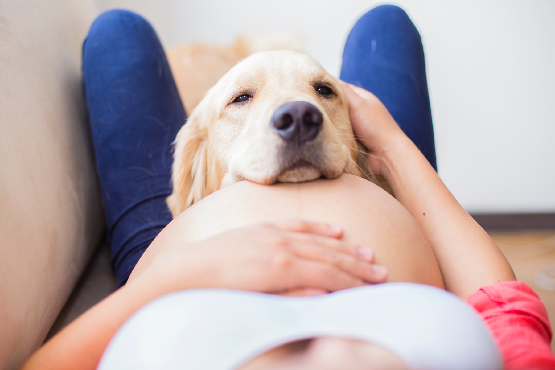 pets dogs Labrador pregnant