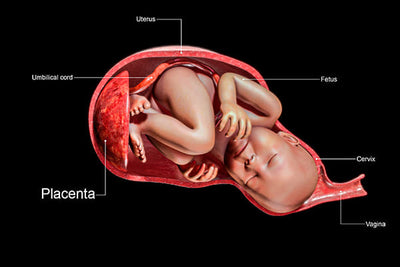 placenta placentas baby uterus fetus umbilical cord cervix vagina