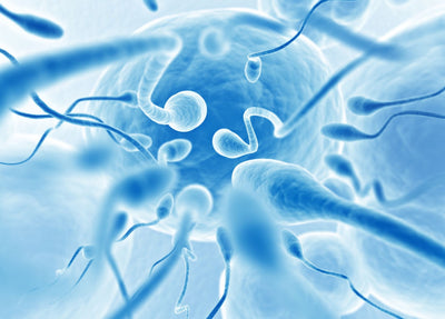 Sperm travelling inside the body.