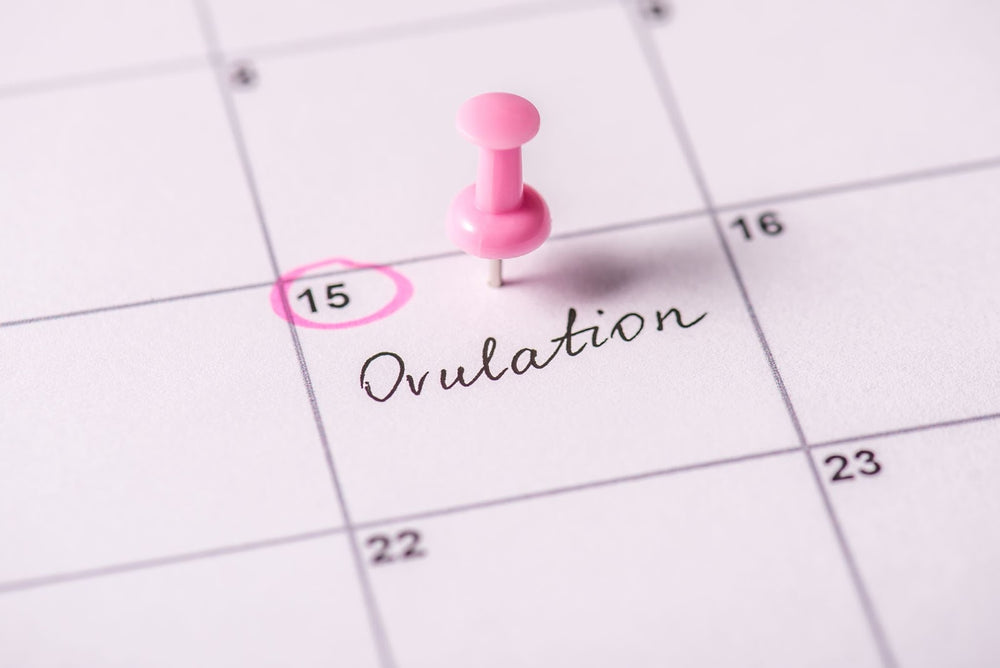  A woman plots the day she experiences ovulation symptoms on a calendar. 